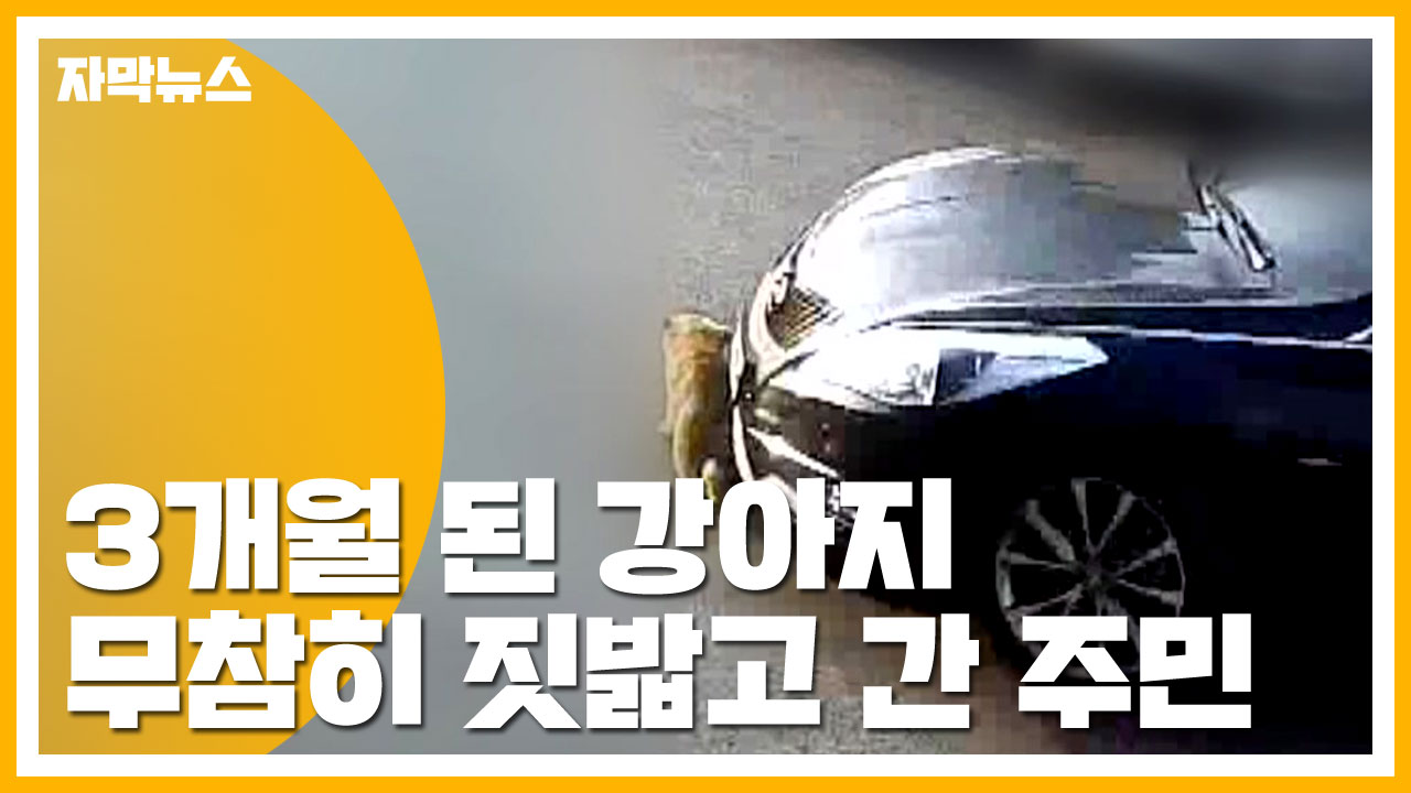 [자막뉴스] '3개월 된 강아지' 자동차로 밟고 지나간 주민