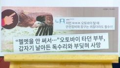 "헬멧을 안 써서..." 오토바이 타던 부부, 날아든 독수리와 부딪혀 사망