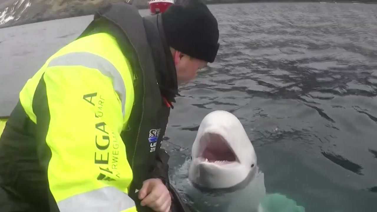 노르웨이서 발견된 흰돌고래, '러시아 스파이' 논란