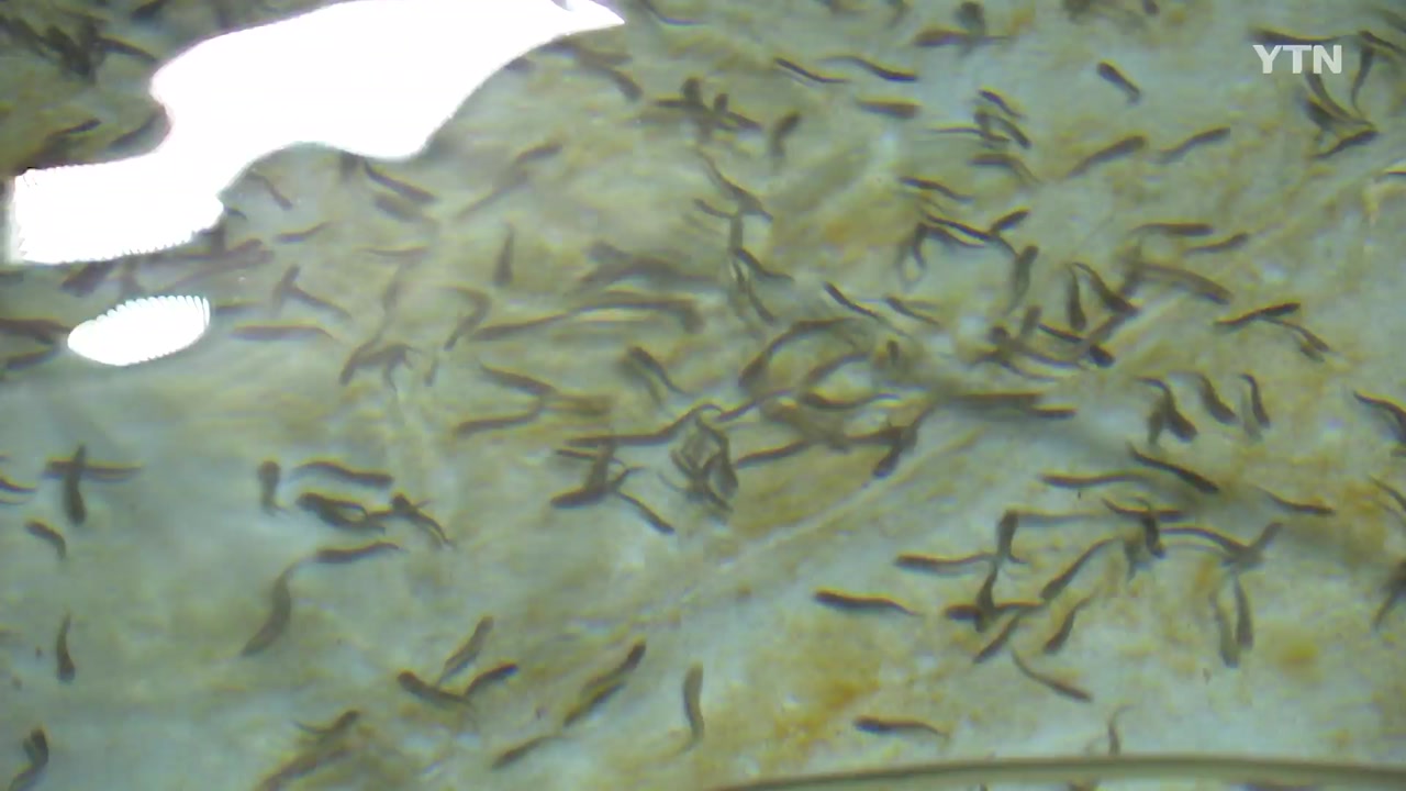 토종 물고기 '미유기' 대량 생산 성공