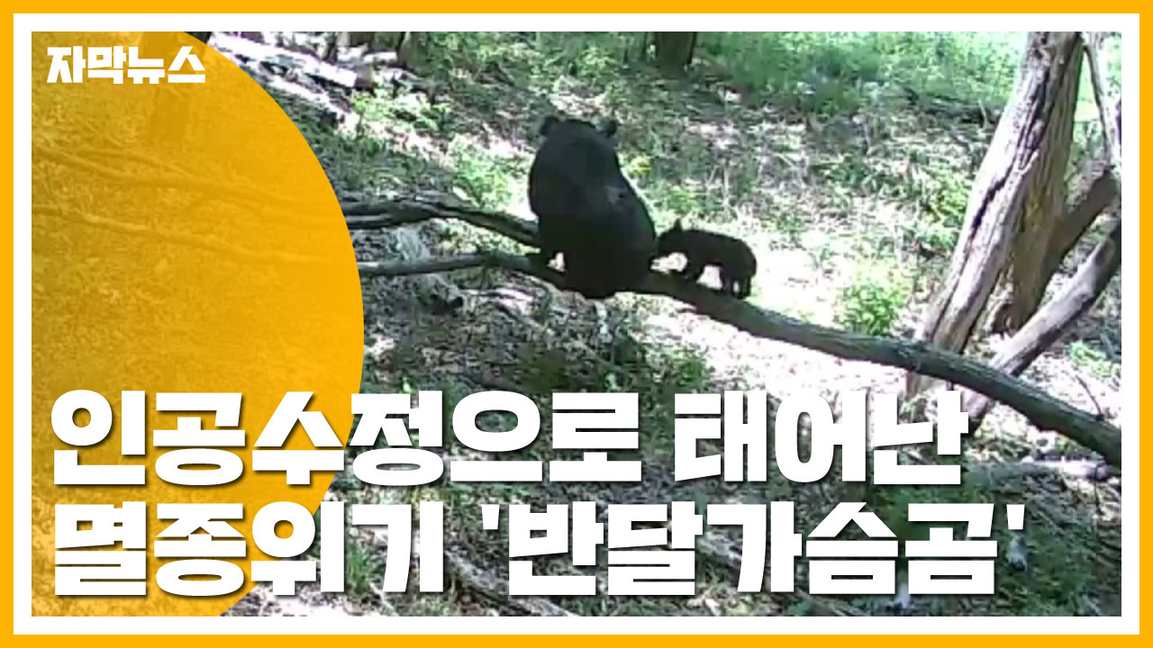 [자막뉴스] 인공수정으로 태어난 멸종위기 '반달가슴곰'