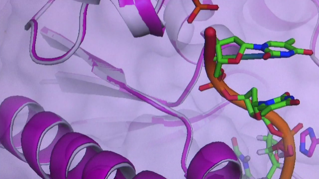 암 치료 도움 줄 단백질 효소 찾았다!