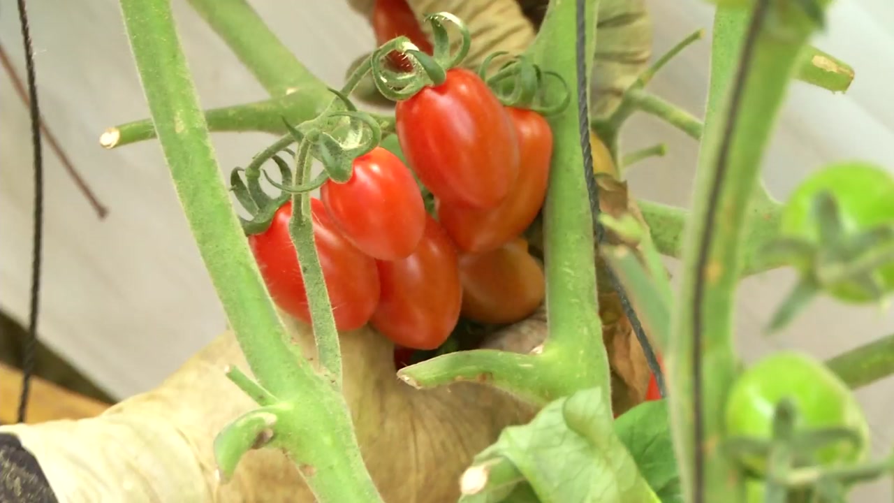 기능성 '셀레늄' 토마토 개발...농가소득 증대