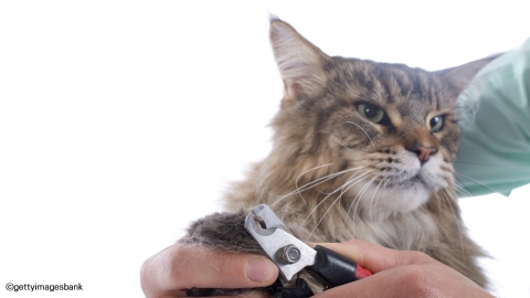 "야만적·비인간적" 美 뉴욕, 고양이 발톱 제거 수술 금지 법제화