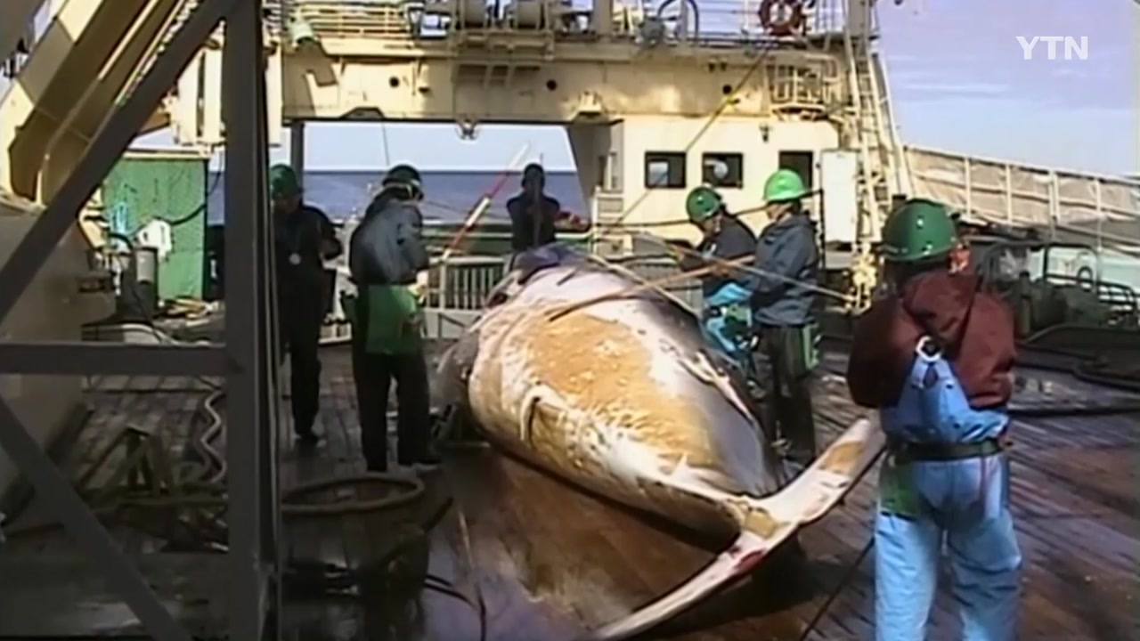 "日, 다음달 1일 홋카이도에서 상업용 고래잡이 재개"