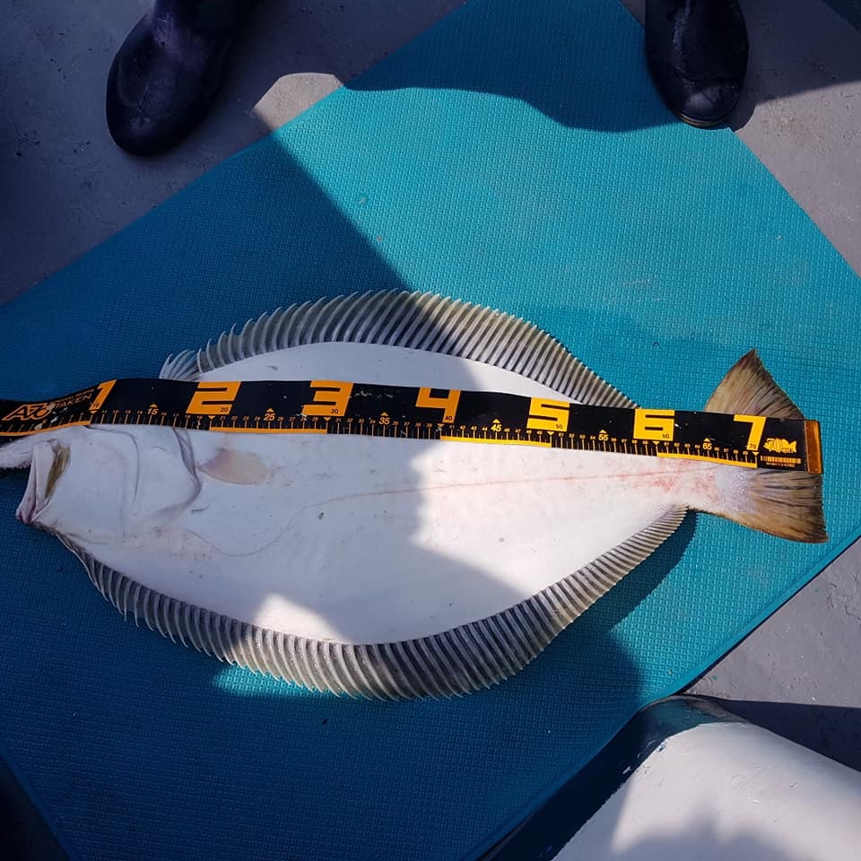 인천 영흥도 90cm 대(大)광어 낚시 짜릿한 손맛... 생활낚시 대표어종 광어낚시 도전!