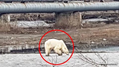 굶주린 북극곰, 먹이 찾아 서식지 500km 떨어진 마을로