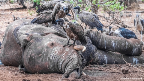아프리카 독수리 500마리, 독살된 코끼리 먹고 떼죽음