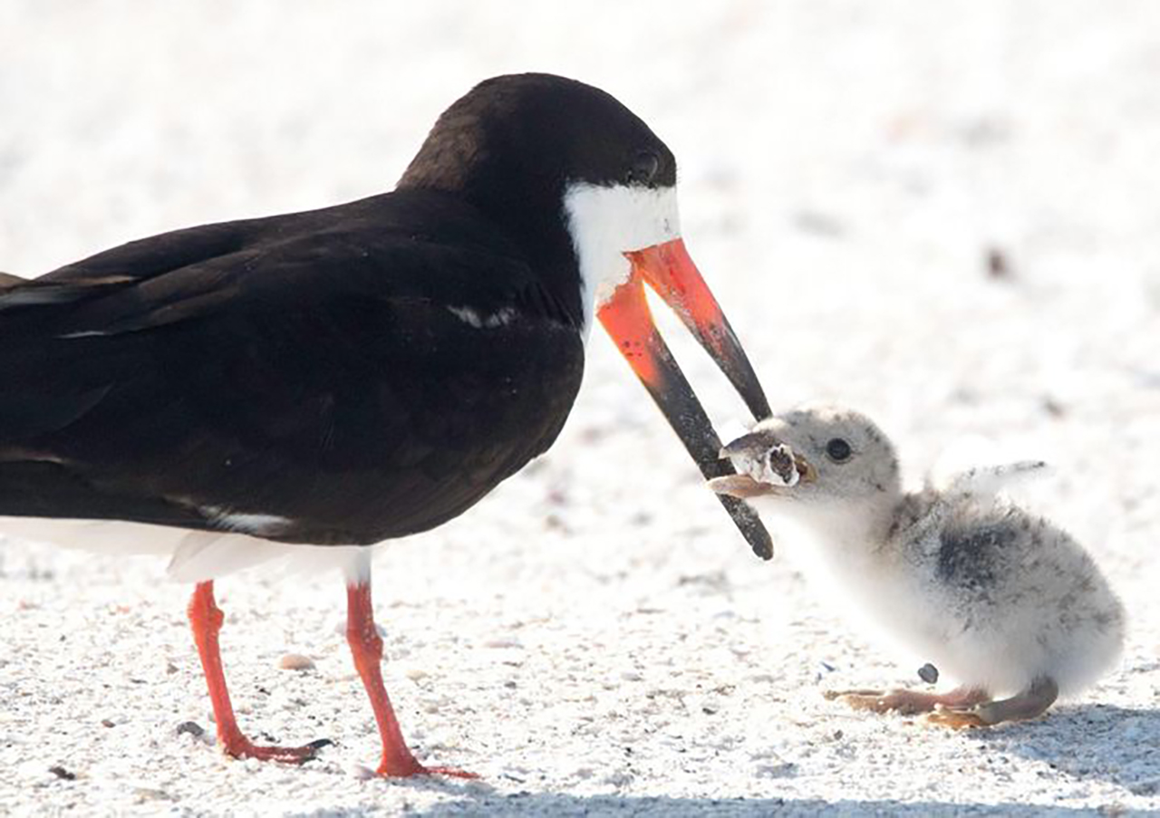 美 해변서 새끼에게 '담배꽁초' 물려주는 어미 새 포착