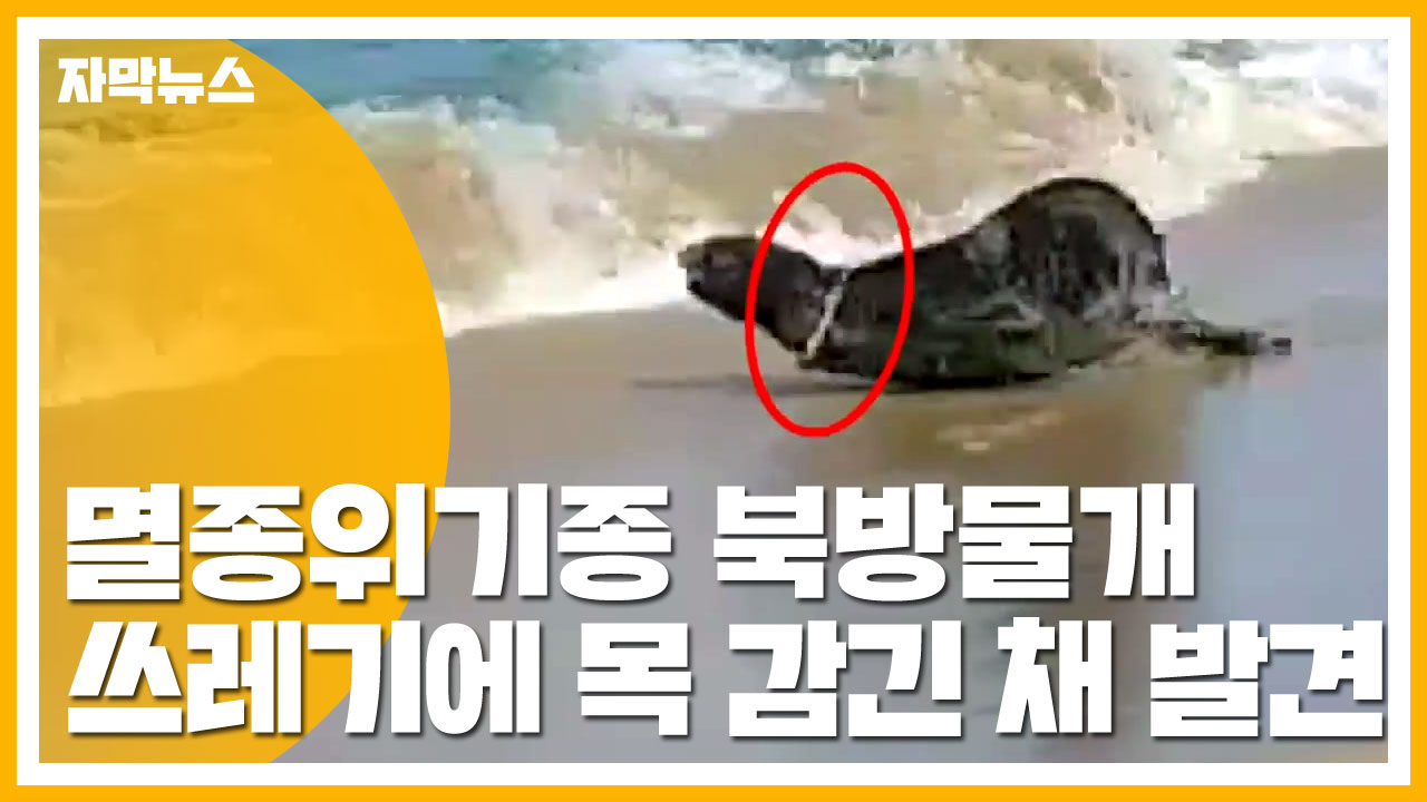 [자막뉴스] 멸종위기종 북방물개 쓰레기에 목 졸린 채 발견