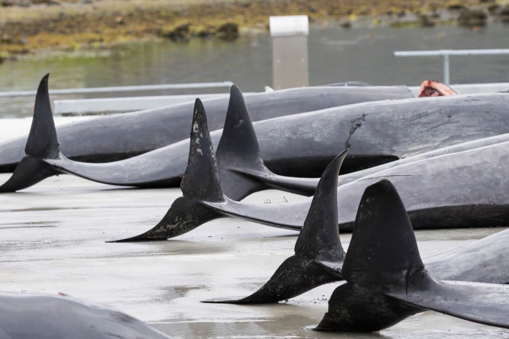 美 관광객, 아이슬란드 해변에서 고래 사체 50구 발견