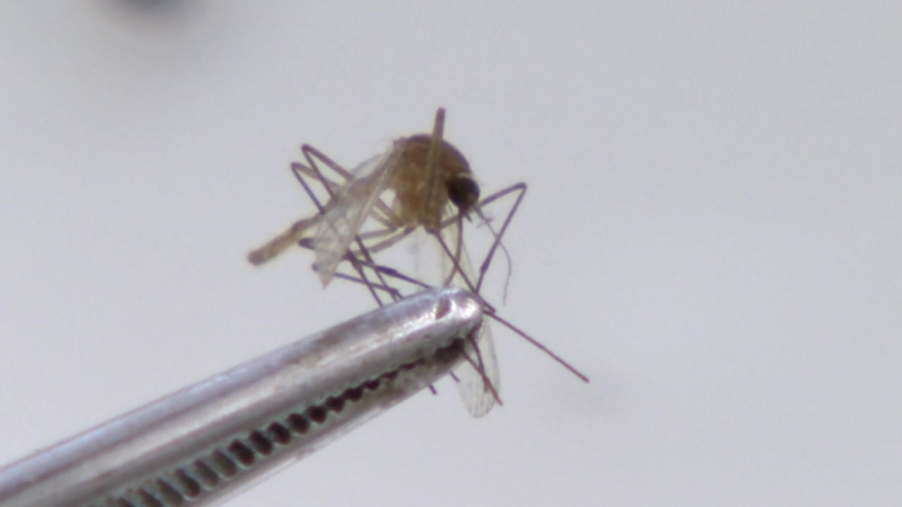 전국에 일본뇌염 경보 발령...예방접종과 모기기피제 사용해야