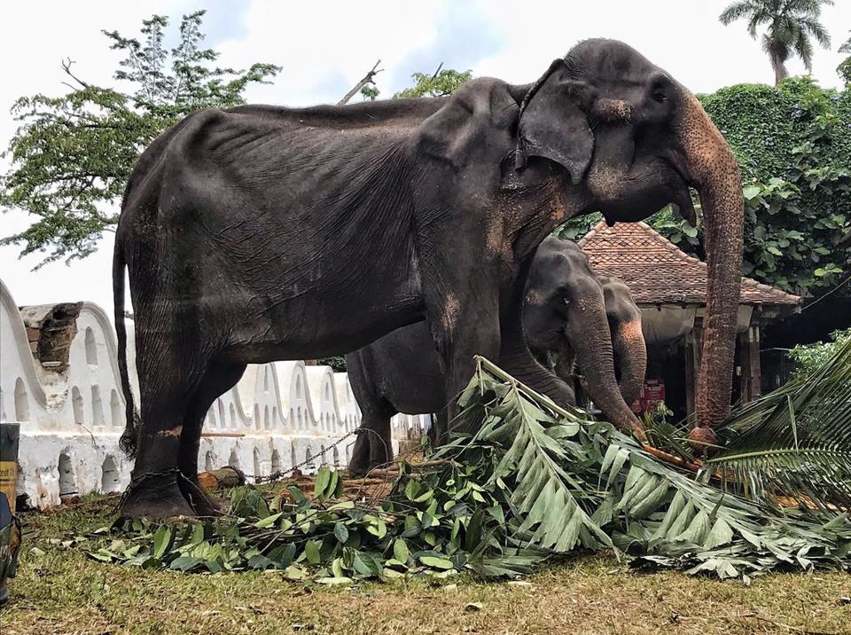 뼈만 남아 앙상... 스리랑카, 불교 축제서 학대당한 코끼리 동원해 논란