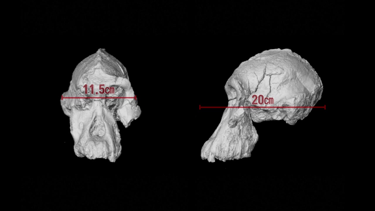 좁은 얼굴에 두드러진 턱...380만 년 전 인류 얼굴 복원