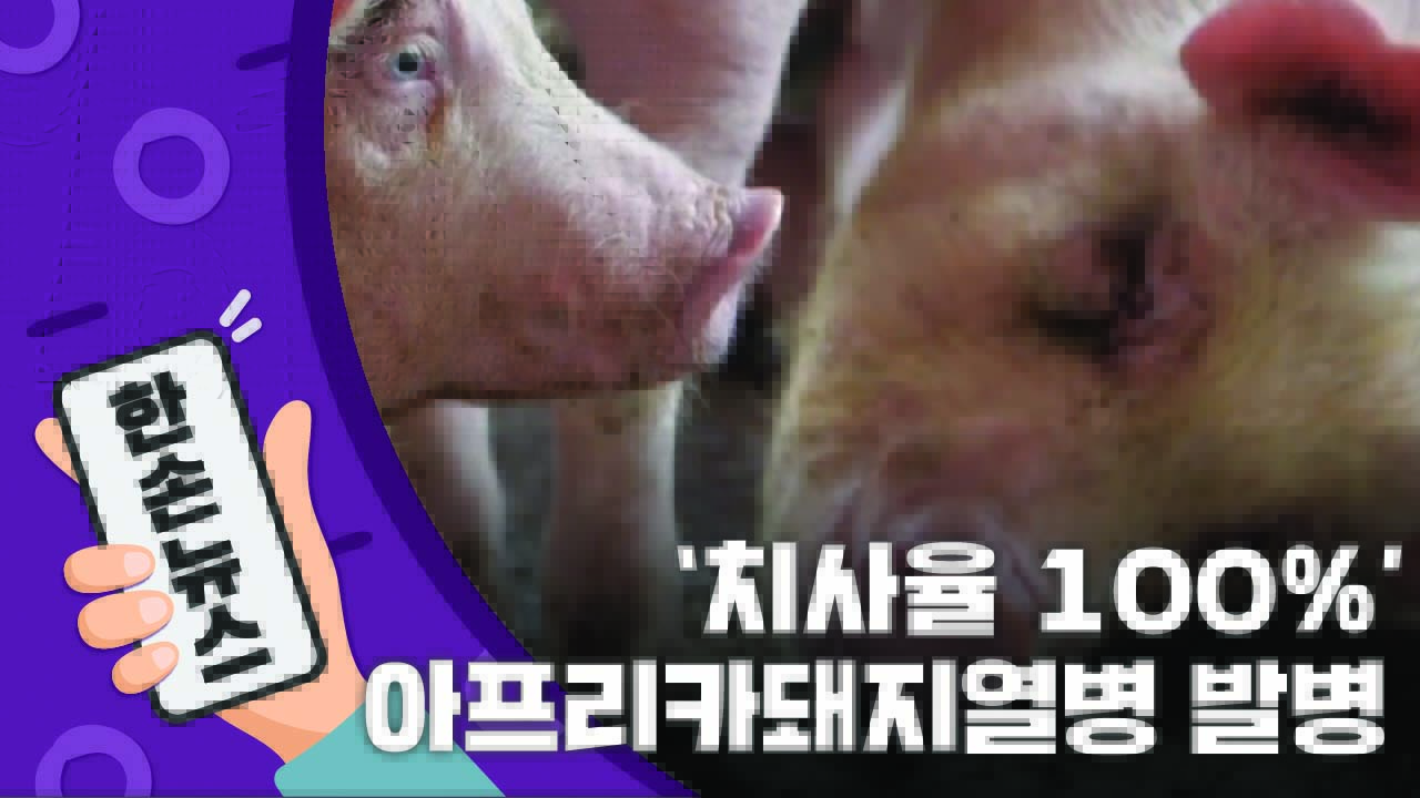 [15초뉴스] '치사율 100%' 아프리카돼지열병 발병
