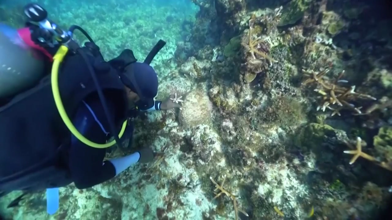 '멸종위기' 자메이카 산호초, 복제 기술로 살려낸다