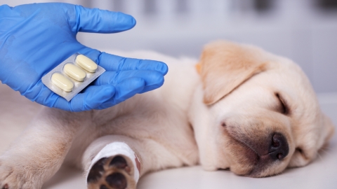 강아지 구충제로 암 치료? 품절 사태... 식약처 "절대 복용 금지"