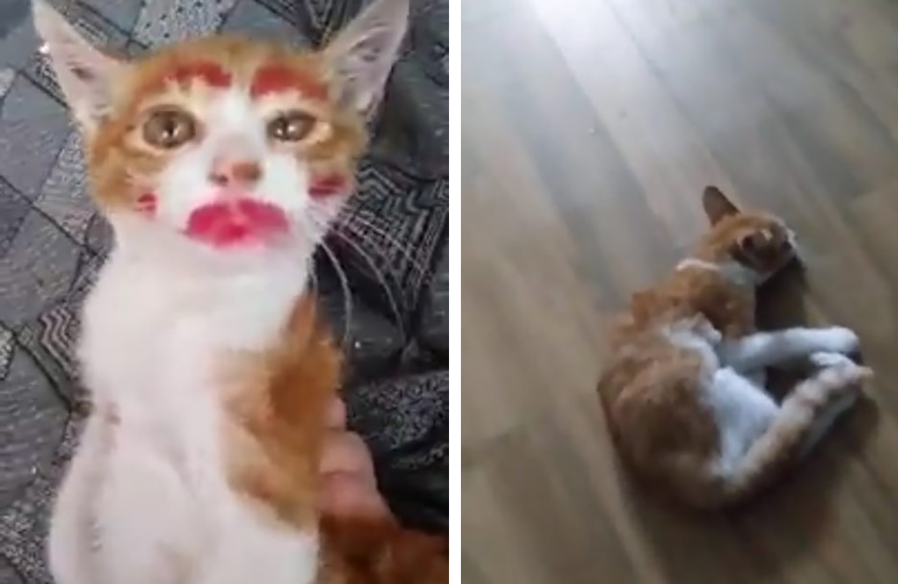 어린 고양이 얼굴에 화장하고 학대한 유튜버 논란