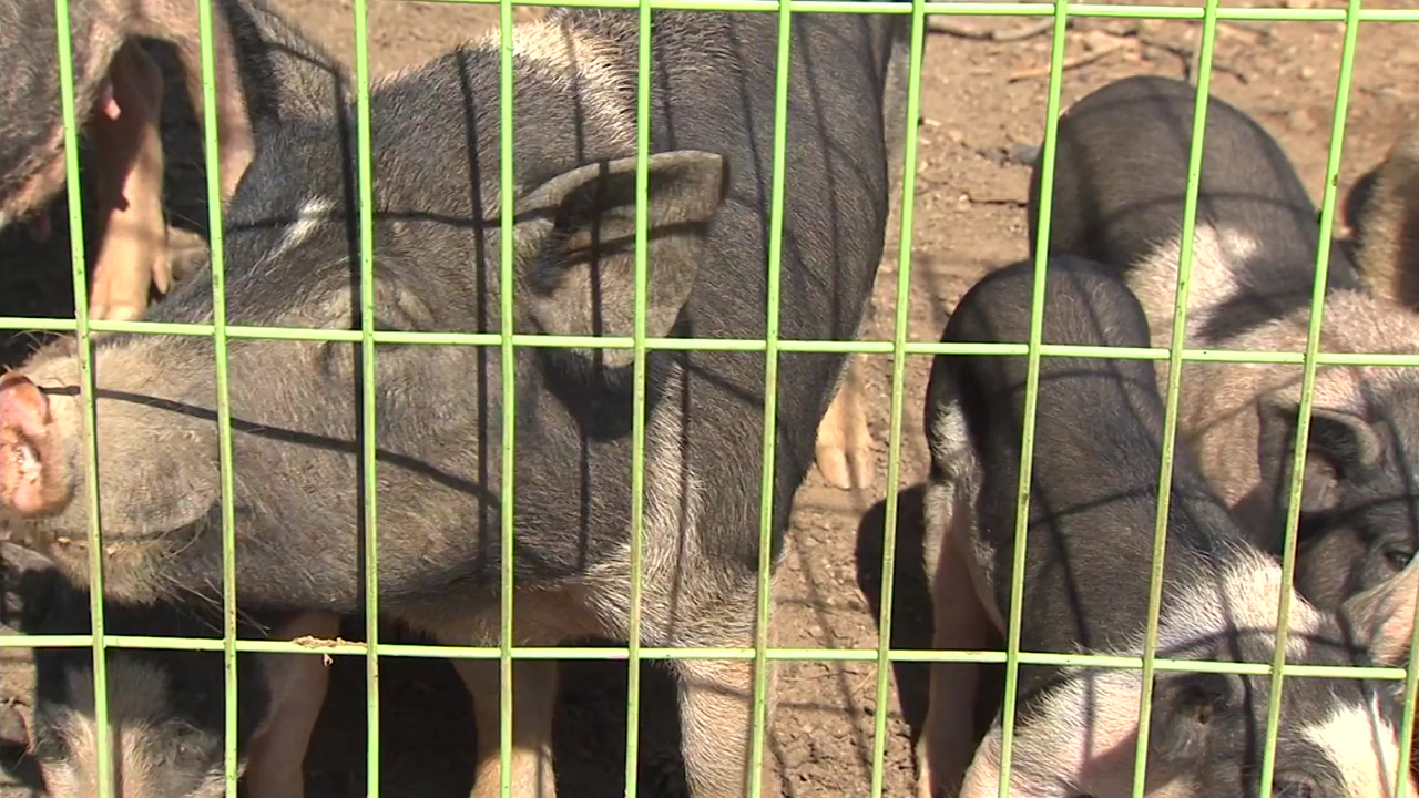 방목 돼지 예방적 살처분...끝나지 않는 공포