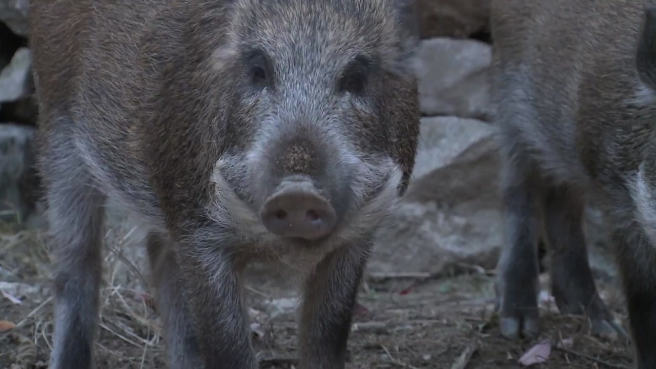 [더뉴스-더인터뷰] 파주 '멧돼지 사체'에도 돼지열병 바이러스