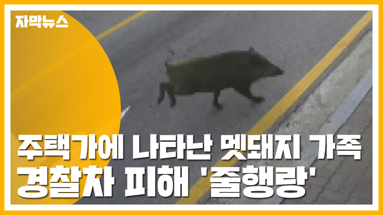 [자막뉴스] 주택가에 나타난 멧돼지 가족...경찰차 피해 '줄행랑'