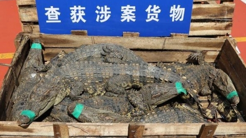 中, 악어 800마리·원숭이 2000여 마리 밀수 시도 조직 적발