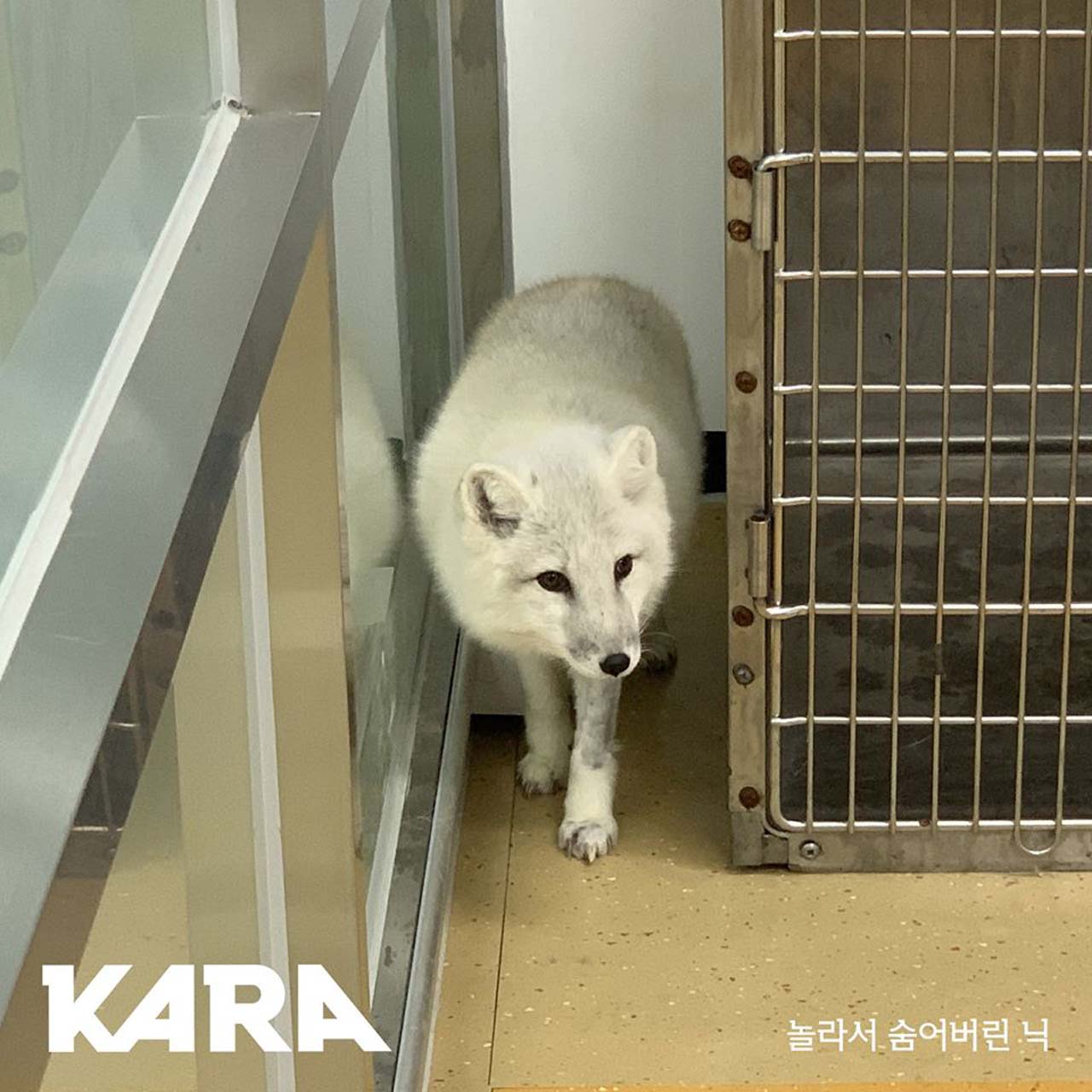 서울 한복판에서 발견된 북극여우..."가정집에서 탈출"