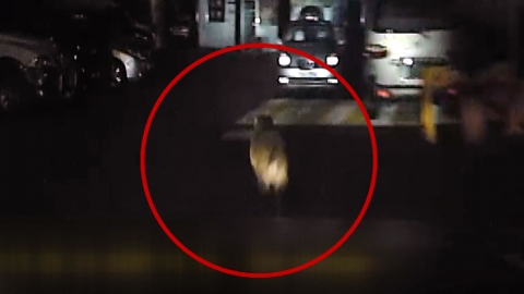 대전 도심에서 멧돼지 출몰...1마리 사살