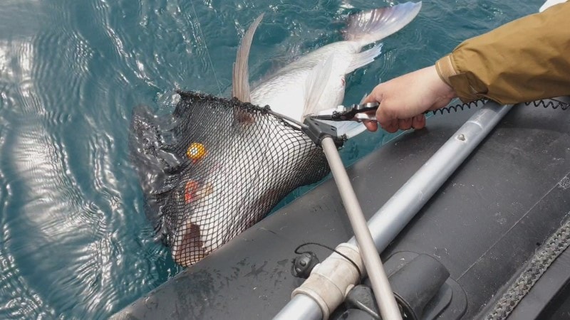 참돔, 34년 만에 110.2cm로 최대어 기록...마라바리·참다랑어, 낚시 대상어 편입