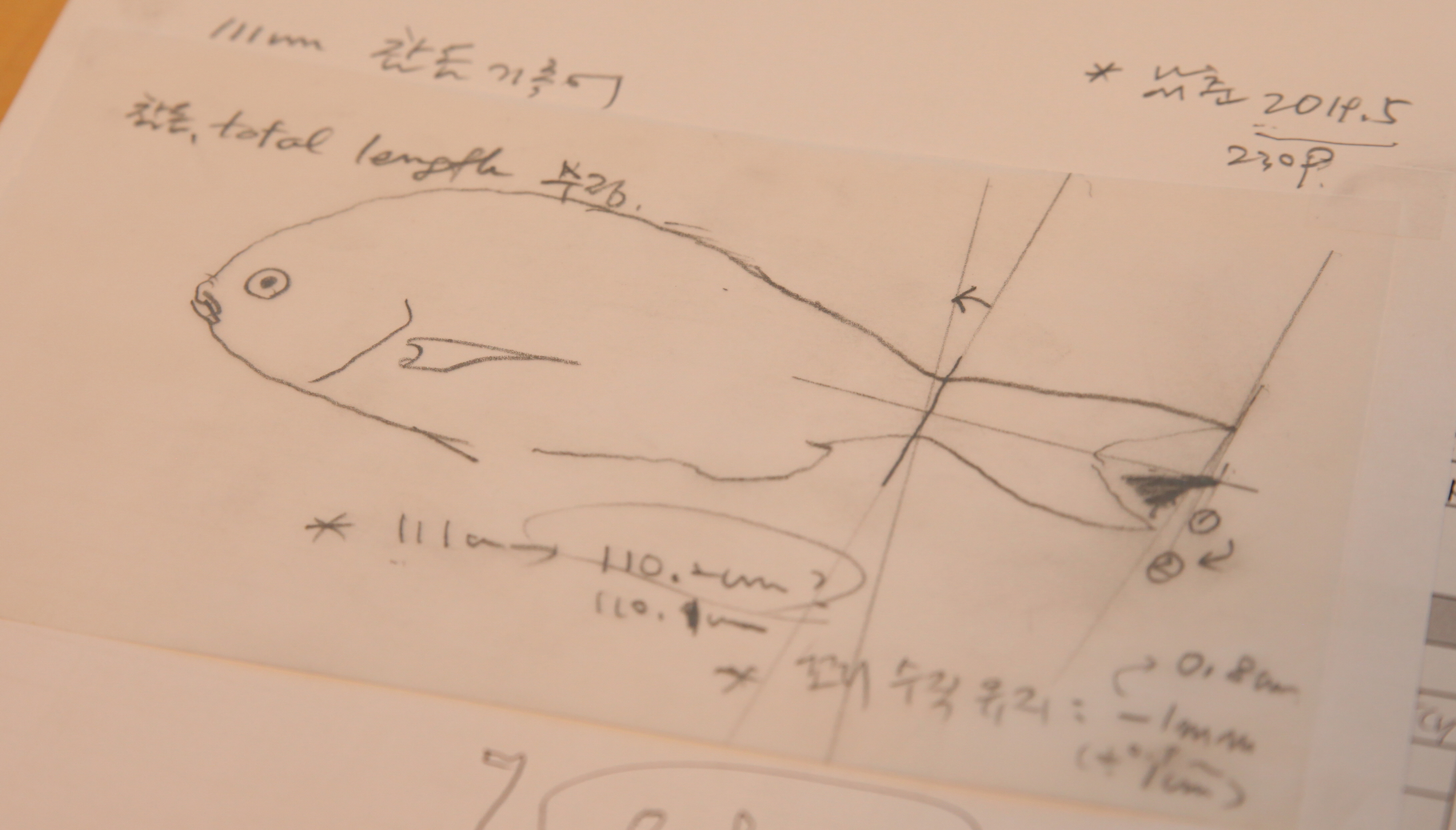 참돔, 34년 만에 110.2cm로 최대어 기록...마라바리·참다랑어, 낚시 대상어 편입