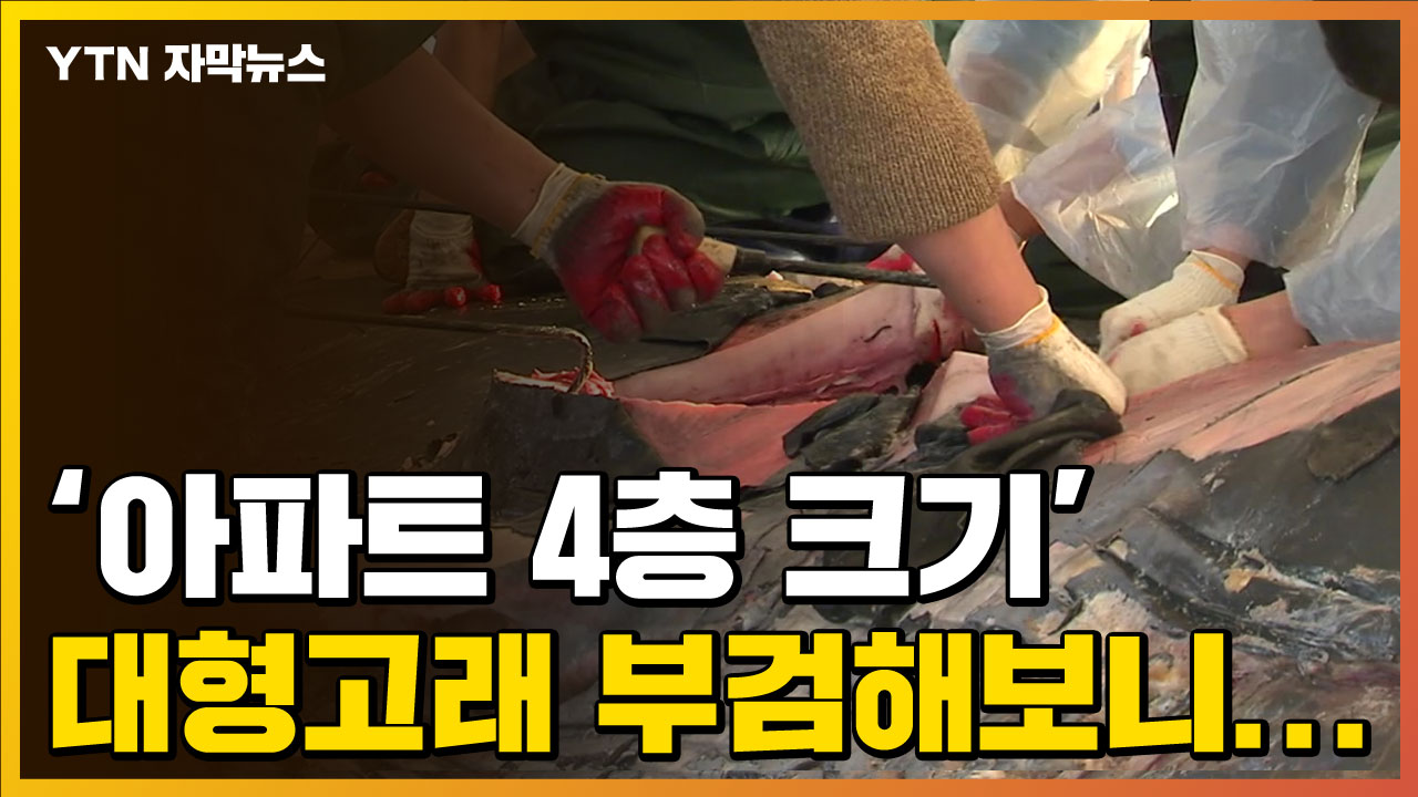 [자막뉴스] '아파트 4층 크기' 대형고래 부검해보니...