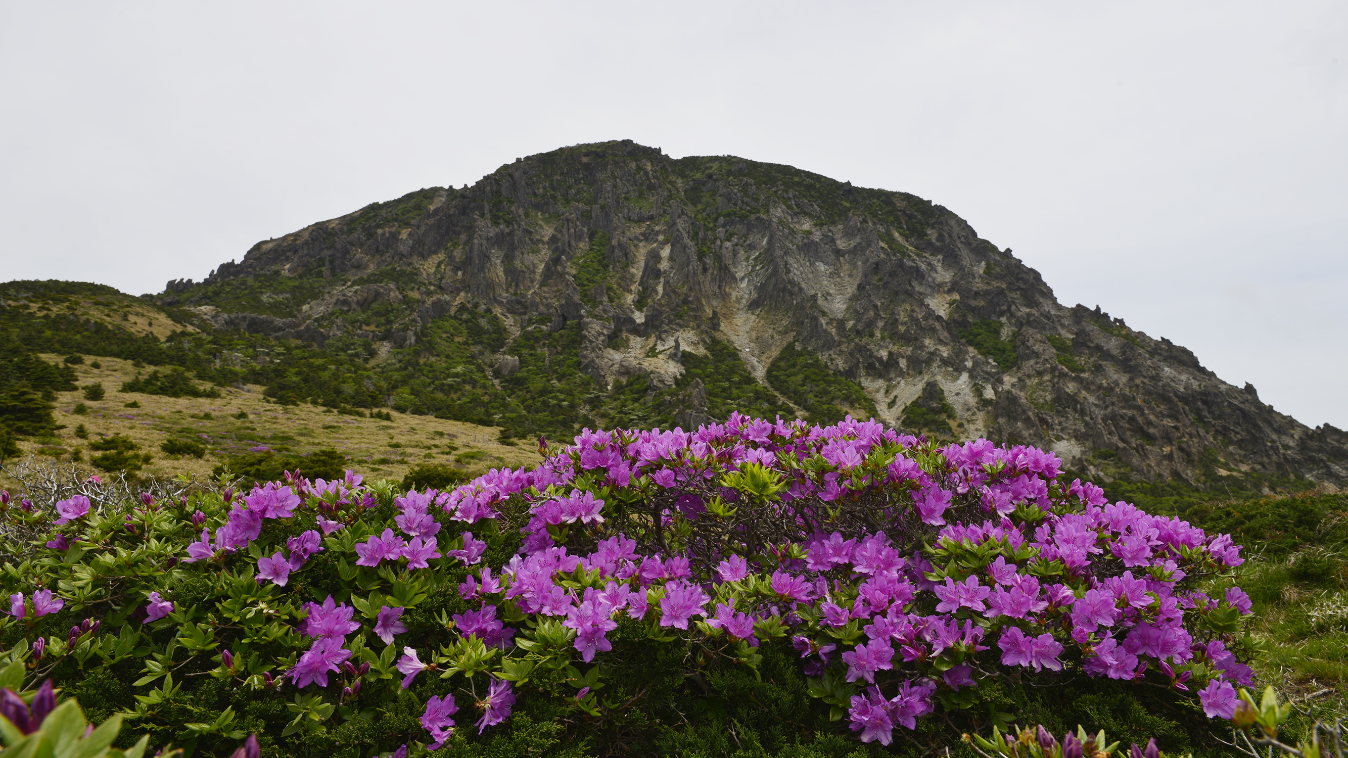 [산행 포인트] 한라산의 6월 ‘윗세오름’ 철쭉
