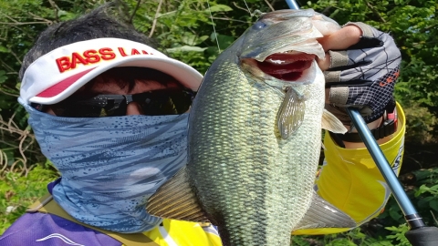 배스가 수초에만 있는 것은 아니다, 보령, 서천권 저수지 스위밍 낚시에 런커급 배스 입질