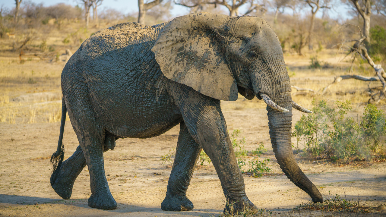 아프리카서 원인 모를 '수백 마리 코끼리 사체' 발견