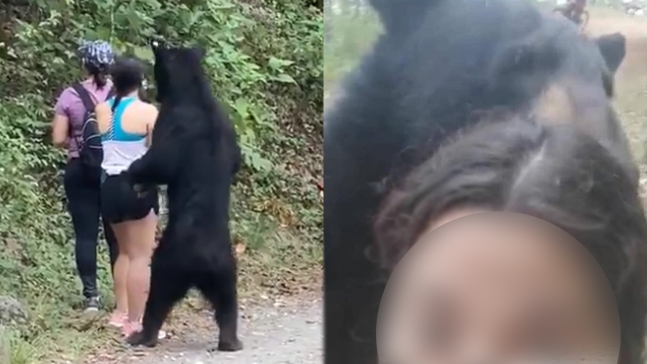 산책객과 셀카 찍은 멕시코 야생 곰, 당국에 붙잡혀