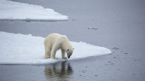 "북극해 얼음, 15년 뒤인 2035년쯤 사라진다"