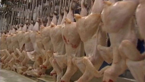 중국 "브라질산 수입 닭 날개 표면에서 코로나19 양성"