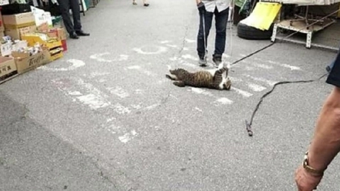 '길고양이 학대' 동묘시장 상인들, 불기소 의견 검찰 송치