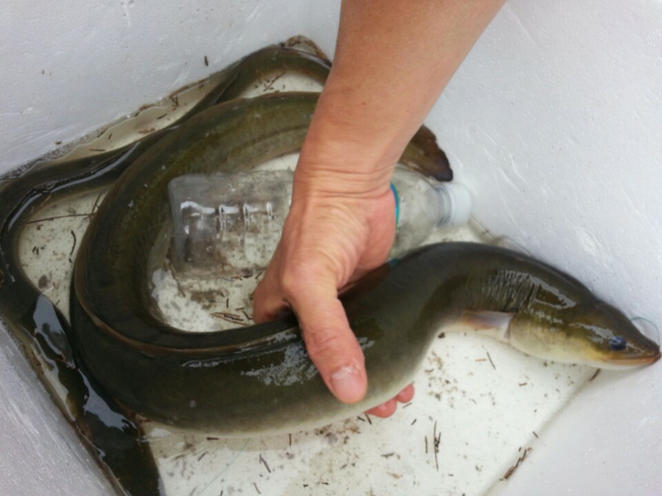 폭염이 시작되는 지금의 장어낚시는 계곡형 저수지를 노려라