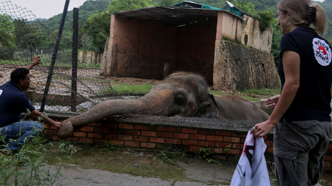 35년 갇혀 산 '세상에서 가장 외로운 코끼리' 자유 찾아