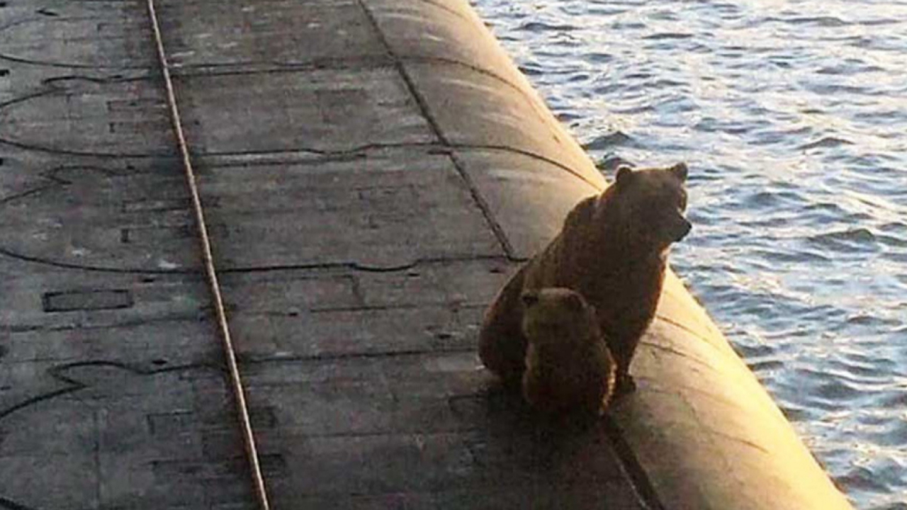 먹잇감 찾아왔나...러시아 핵 잠수함 올라탄 곰 두 마리 사살