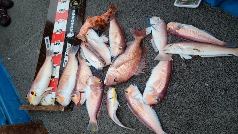 제주도 옥돔 풍년, 타이라바낚시 옥돔 마릿수