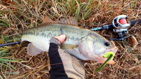 캐스팅 천 번, 입질 한 번, 낚시하기 힘들어도 희망은 있다! 대호만 배스 조행기