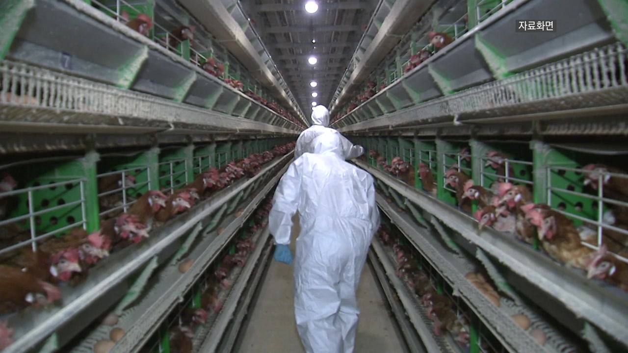 [경제]Gimpo Laying hen farm AI confirmed... - World Today News