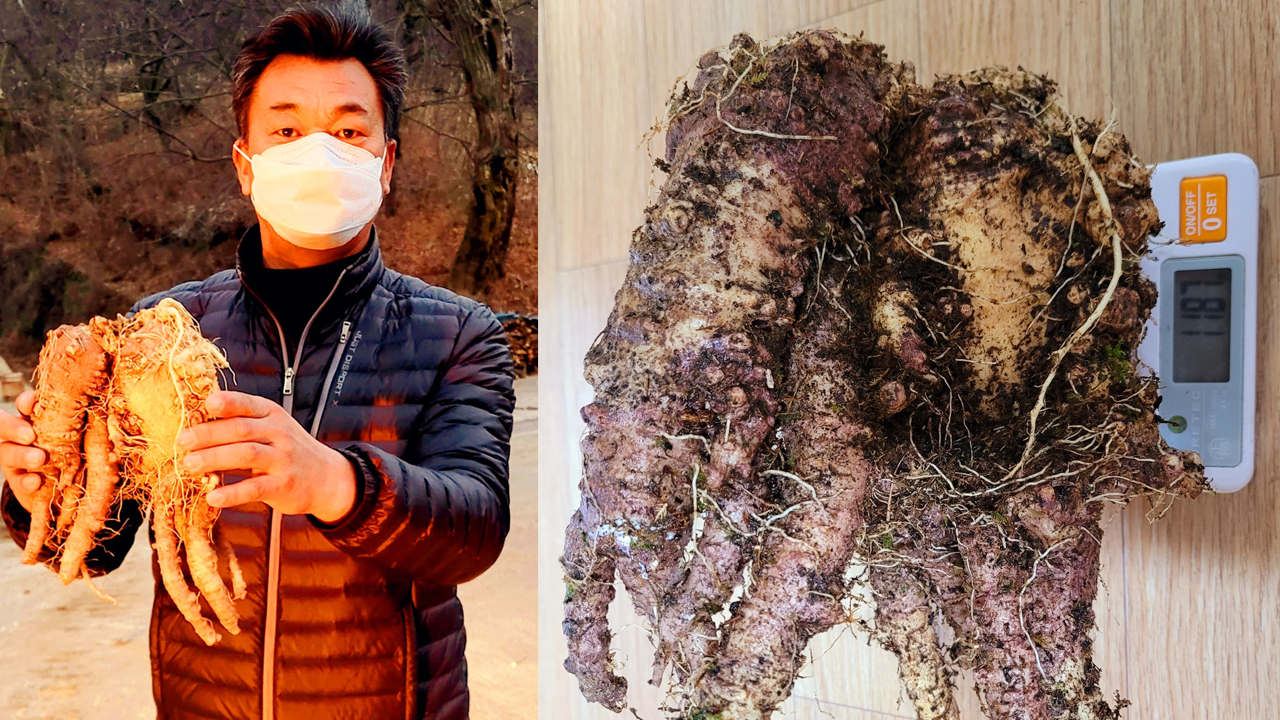 하동서 100년 이상 된 무게 1.2kg 초대형 야생 산더덕 발견