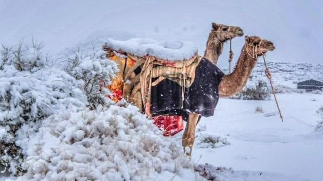[국제]눈 덮인 사하라 사막, 눈에 맞은 사우디 낙타 …