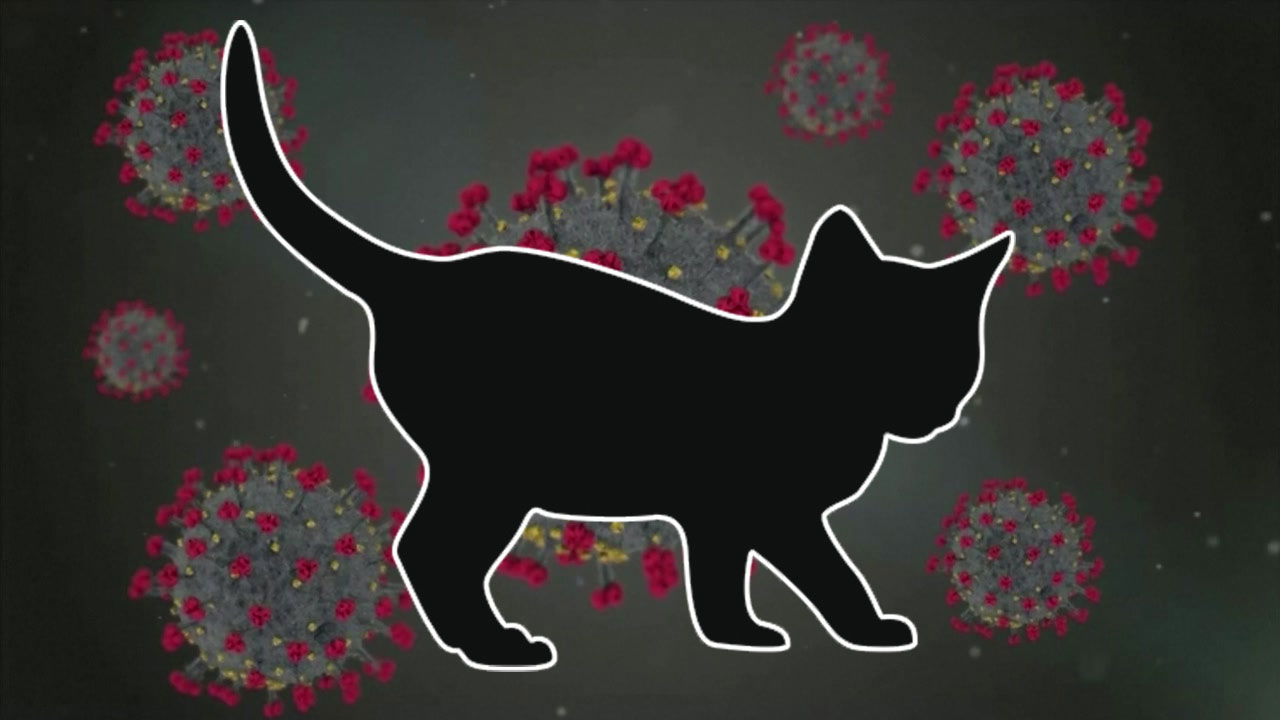국내 첫 반려동물 감염 사례 확인...사람에게 옮길 가능성은?