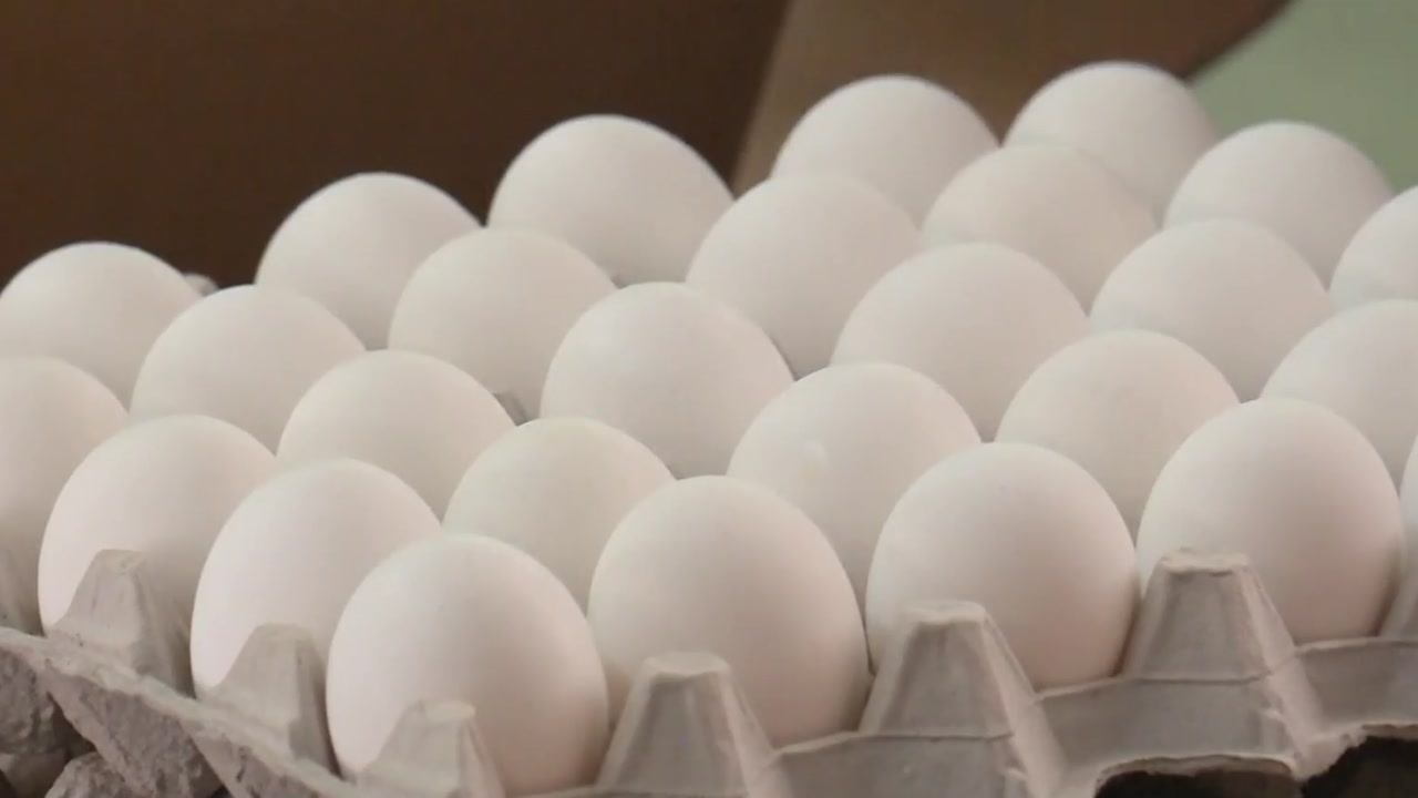 [경제]First short bidding for imported eggs…made in the US released on the market today