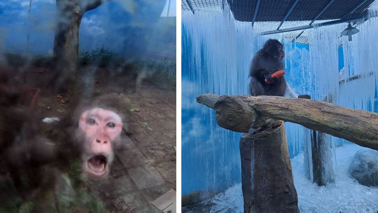 [사회]Animals left behind in a zoo in Daegu, “full of icicles, a mess of excrement”
