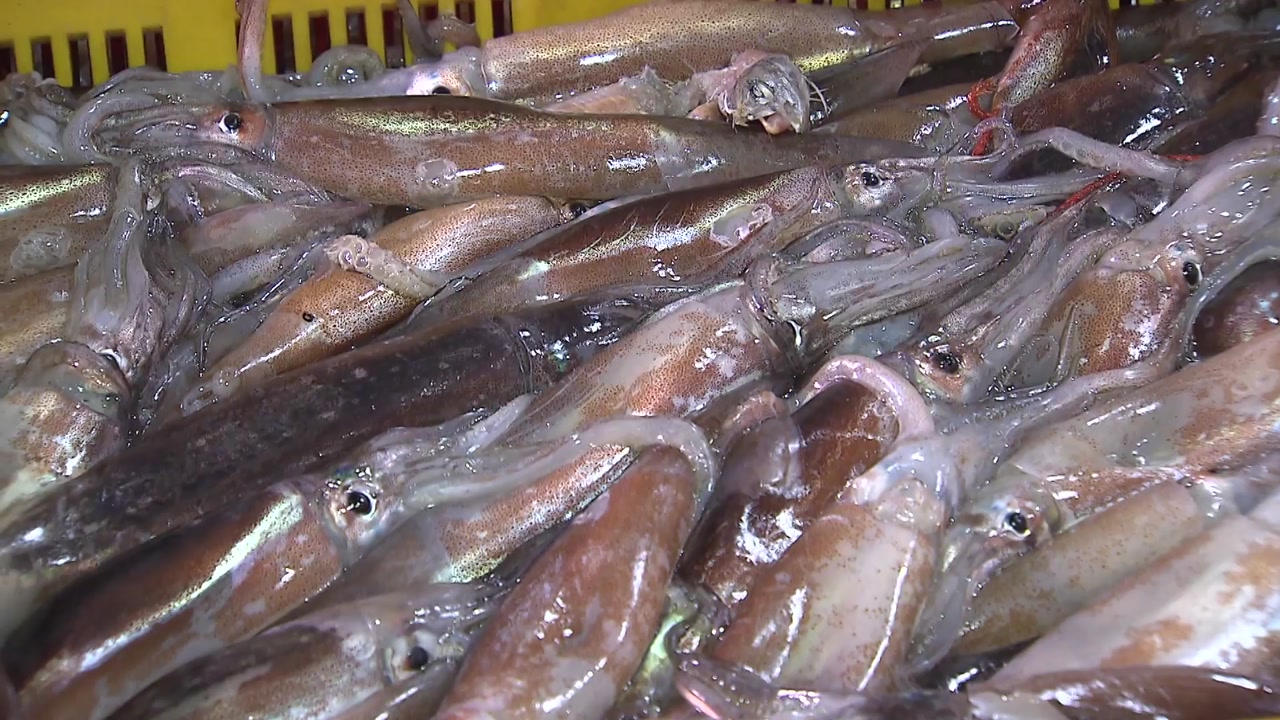 [사회][뉴스앤이슈]  Declaration of reason for distribution price “Neither sell nor eat young squid”
